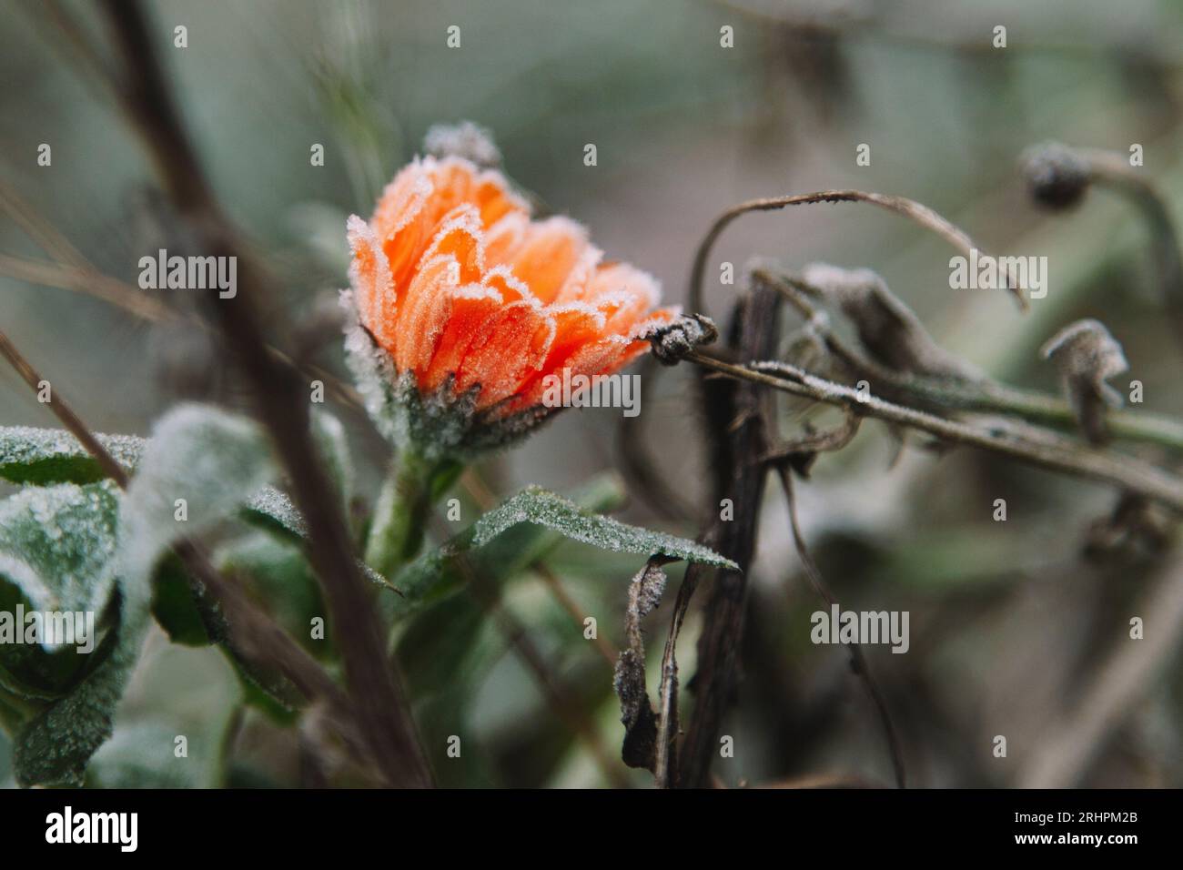 Ringelblume mit Frost Stockfoto