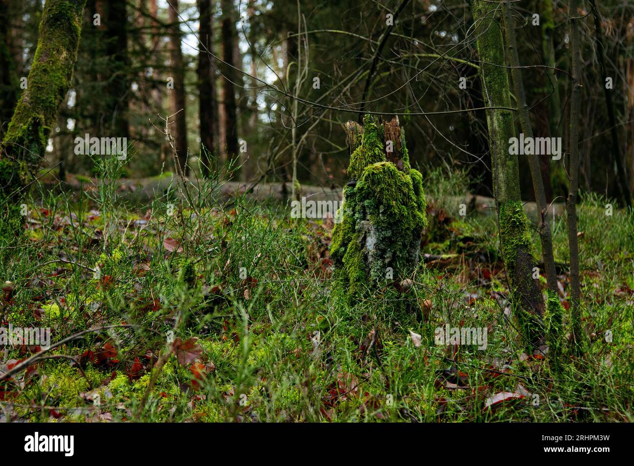 Wanderung im Furlbachtal im Dezember Stockfoto