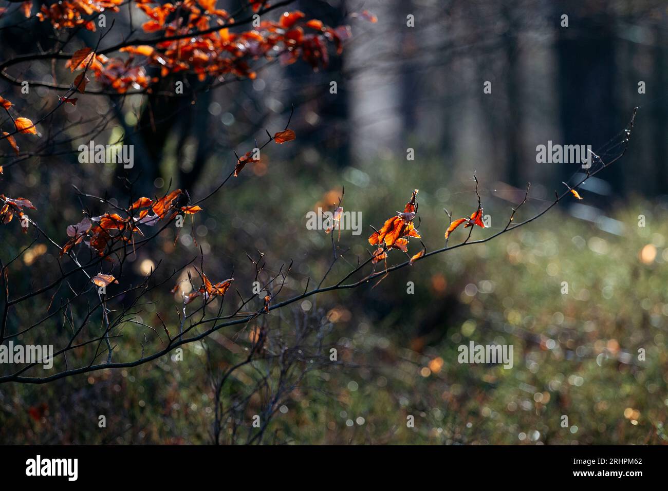 Herbstwald im Dezember im Furlbachtal, Teutoburger Wald Stockfoto