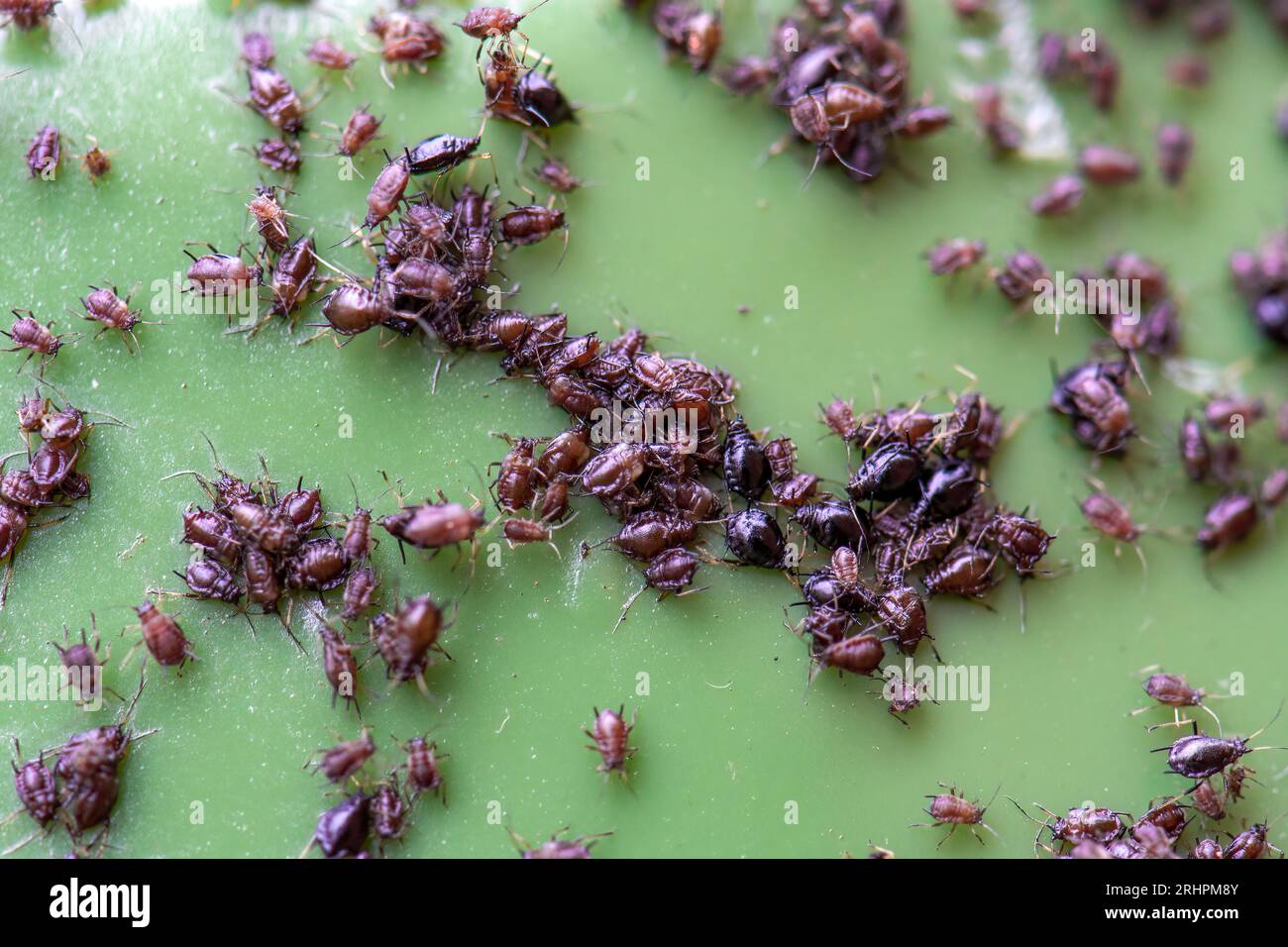 Nahaufnahme eines Blattläuse-Befalls, auch bekannt als oder Black Fly on Green Garden Waste Mülleimer Stockfoto