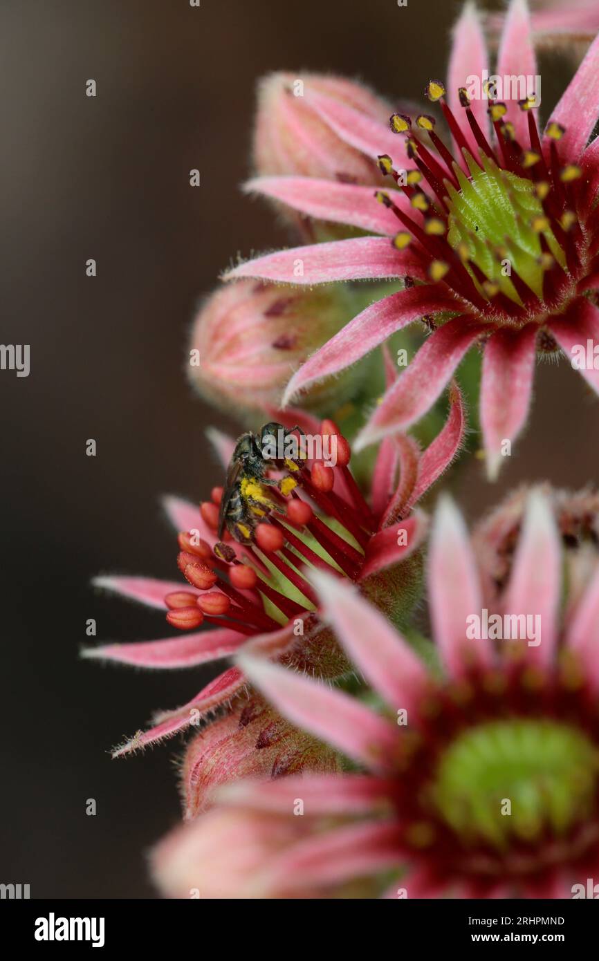 Sempervivum-Blüten mit Halictid-Biene Stockfoto