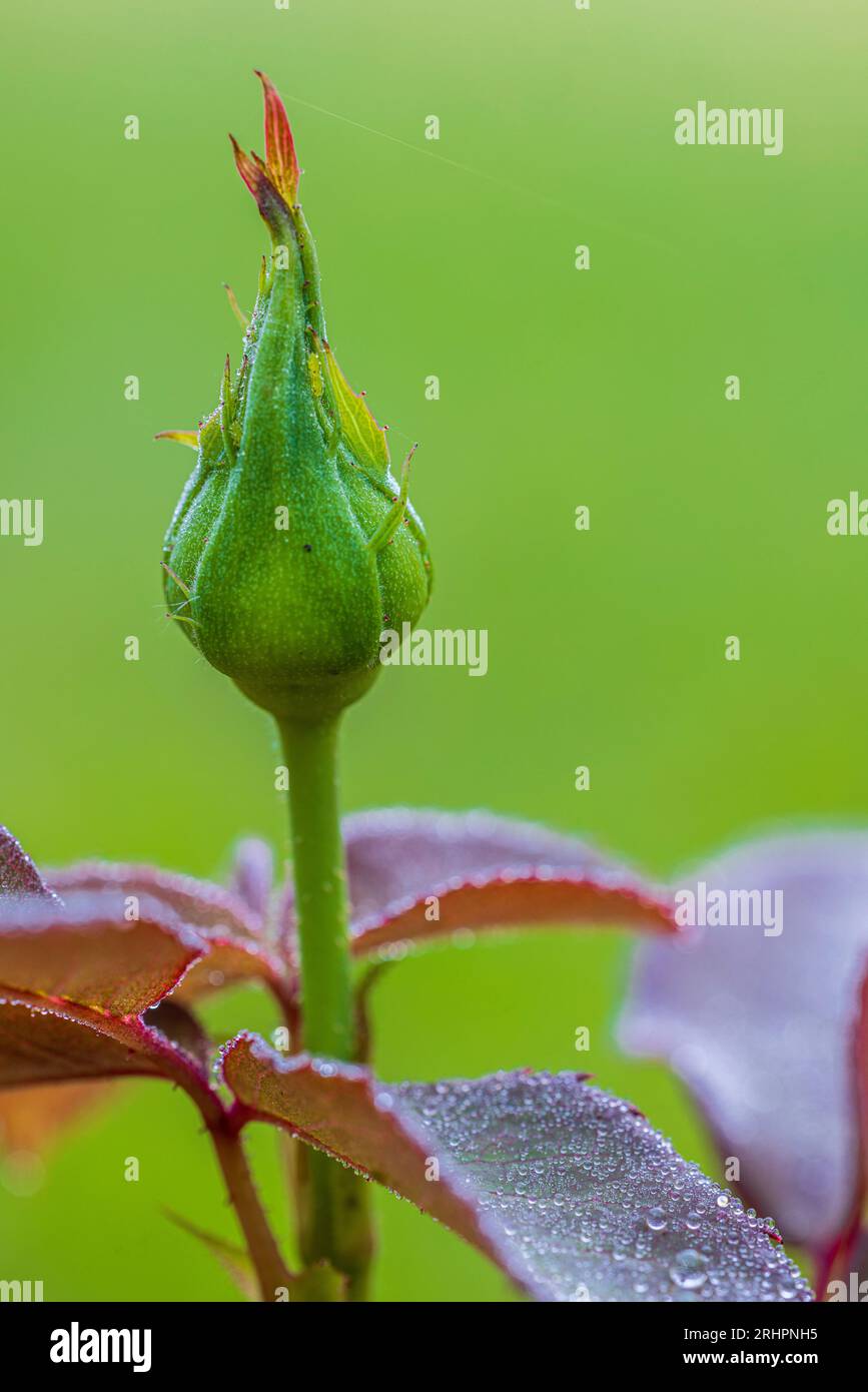 Rosenblüten, Rosenknospen, Nahaufnahme Stockfoto