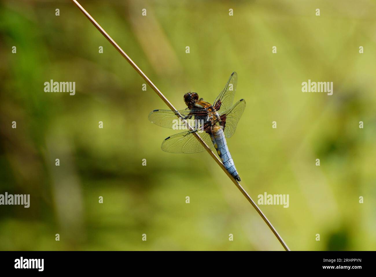 Libelle Stockfoto