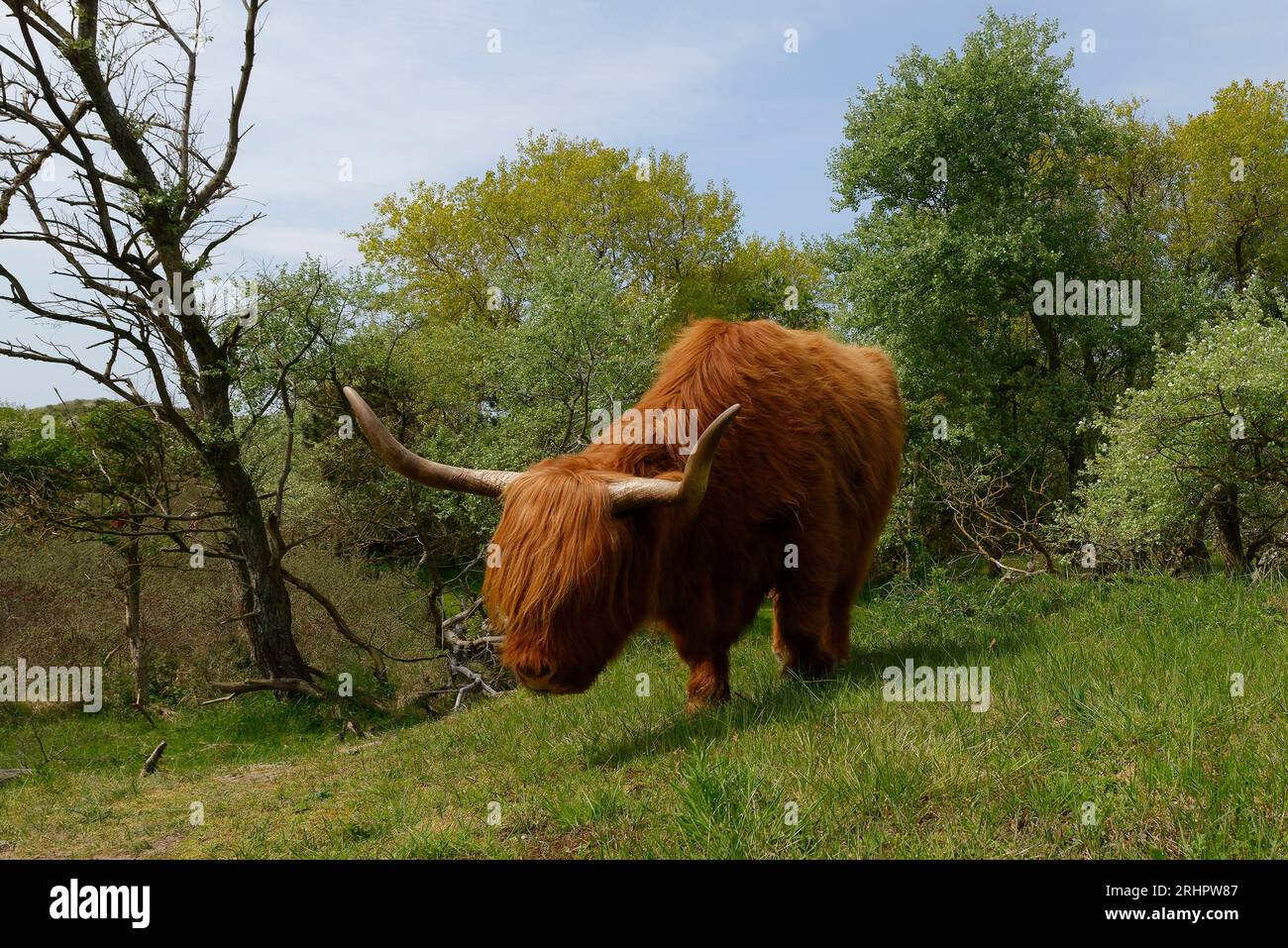 Schottische Hochlandrinder im Kennem Dunes National Park, Haarlem, Nordholland, Noord-Holland, Benelux, Benelux-Länder, Niederlande Stockfoto