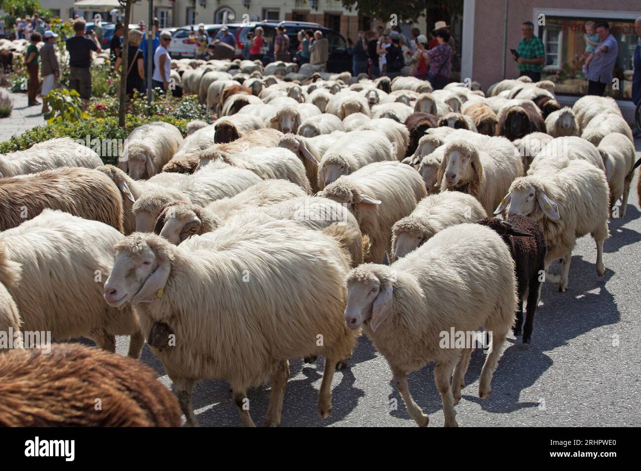 Schafe fahren durch die Straßen von Mittenwald Stockfoto