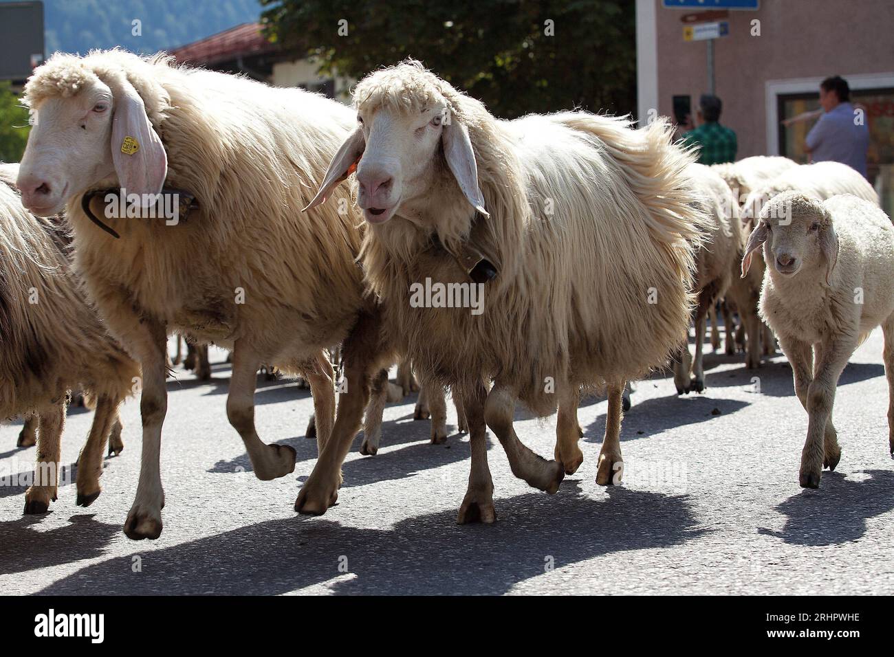 Schafe fahren durch die Straßen von Mittenwald Stockfoto