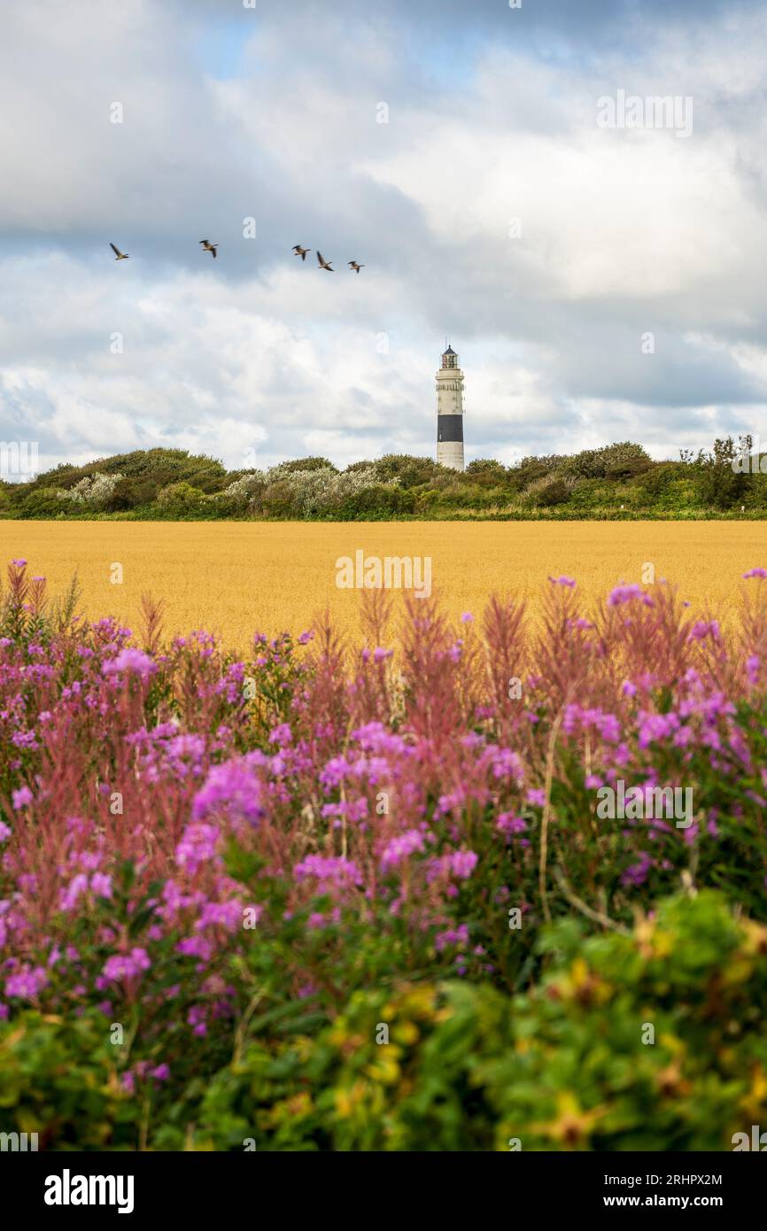 Kampen Leuchtturm in atmosphärischem bewölktem Himmel mit einer Schar von Vögeln, Maisfeld und blühenden Pflanzen im Vordergrund Stockfoto