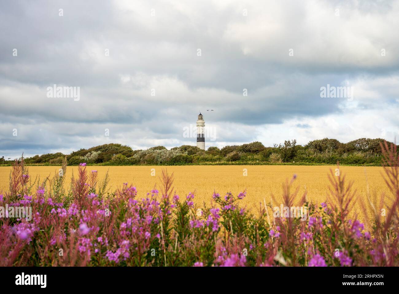 Kampen Leuchtturm unter dramatischem bewölktem Himmel, Maisfeld und blühenden Pflanzen im Vordergrund Stockfoto