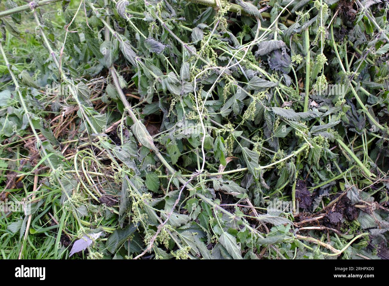 Brennnesseln Zersetzen Fotos Und Bildmaterial In Hoher Auflösung Alamy 