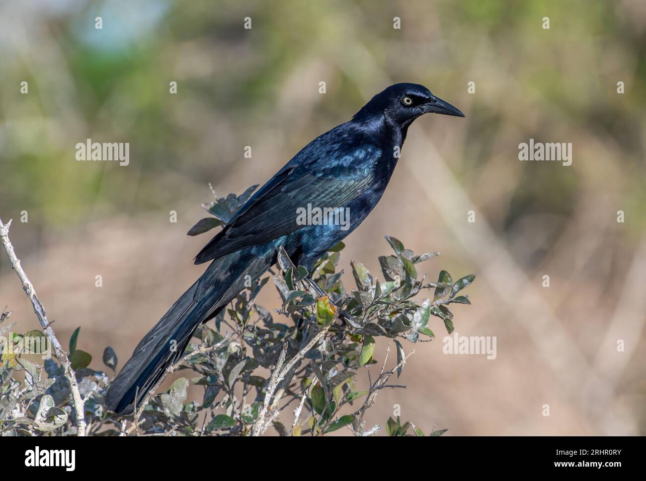 Ein wunderschöner männlicher Riesenschwanz (Quiscalus mexicanus) thront auf einem Baum an der Küste von Texas. Stockfoto