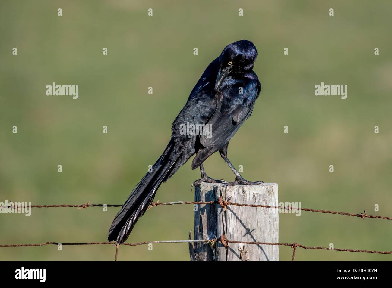 Dieser Riesenschwanz-Grackle (Quiscalus mexicanus) saß schön auf einem Furchenpfosten, als er sich am Rande einer Weide an der Golfküste in Texas prägte. Stockfoto