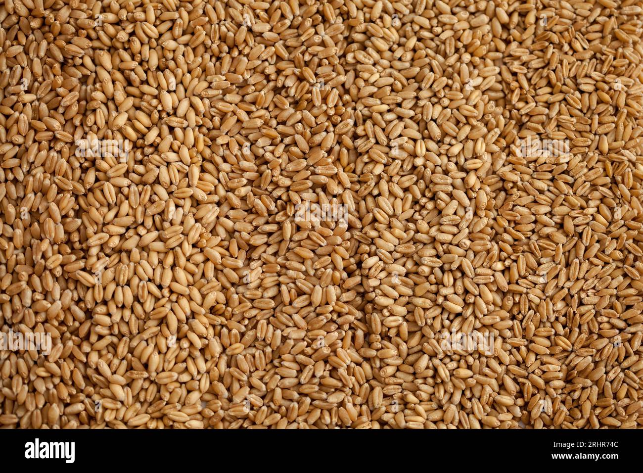 Weizenkörner-Close verschiedener Sorten Stockfoto