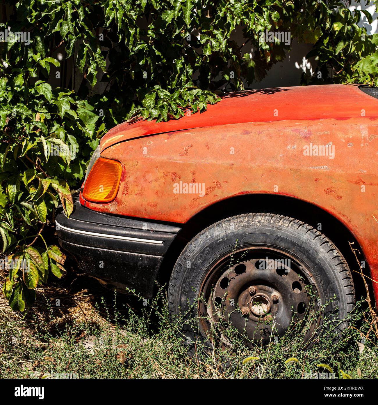 Verlassenes rotes Auto in dichter Vegetation. Nahaufnahme. Quadratisches Foto für soziale Medien. Stockfoto
