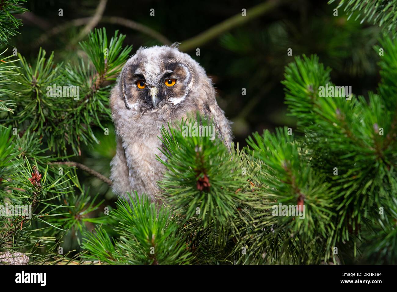 Juvenile Long-Eared Owl (Asio otus) Peak District, England. Stockfoto