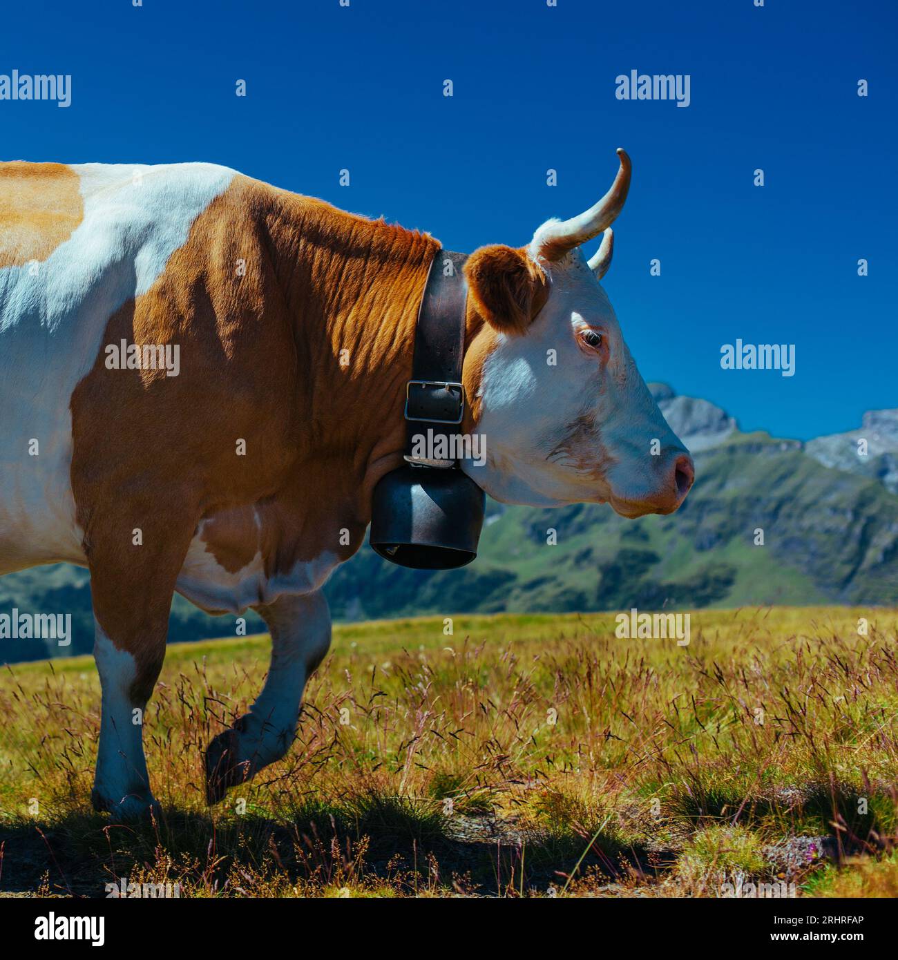 Kuh auf Hochgebirgswiese in den Schweizer Alpen aus nächster Nähe Stockfoto