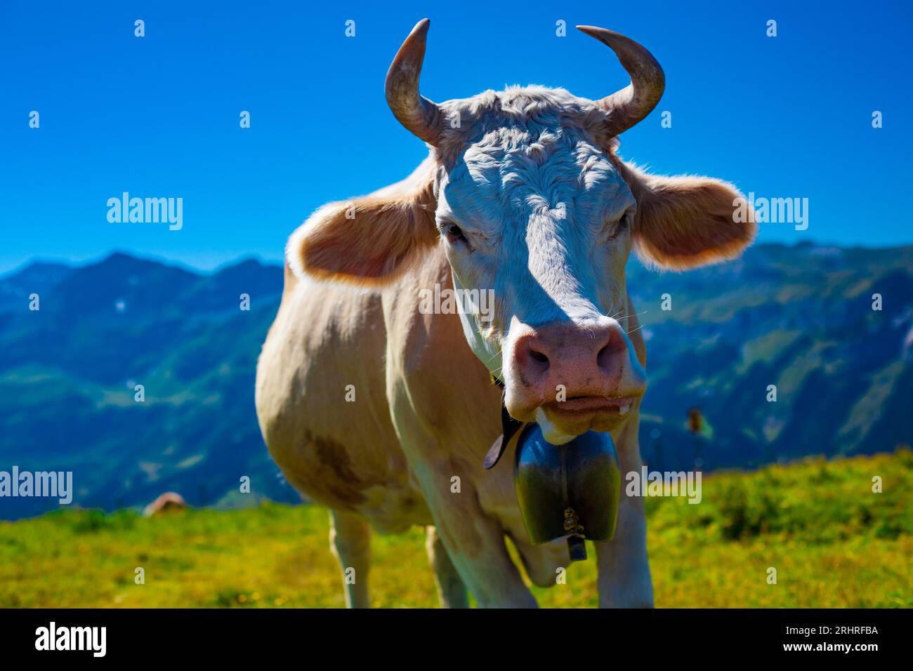 Kuh auf Hochgebirgswiese mit Blick auf die Kamera Stockfoto