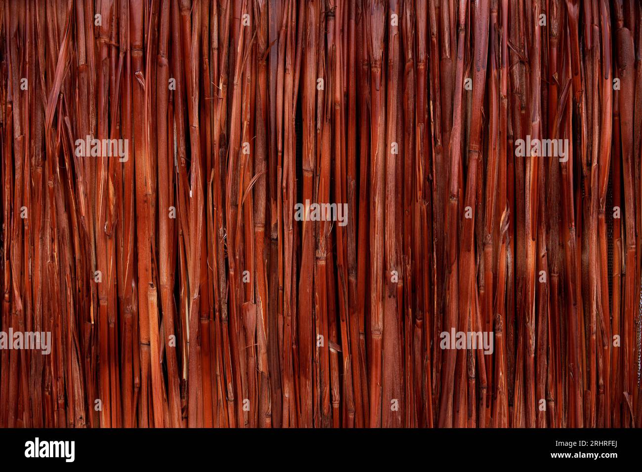 Abstrakter Schilf- oder Bambushintergrund Stockfoto
