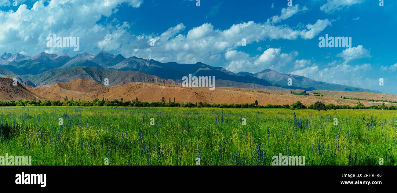 Wunderschöne Panoramalandschaft mit Blumenfeld auf Berghintergrund Stockfoto