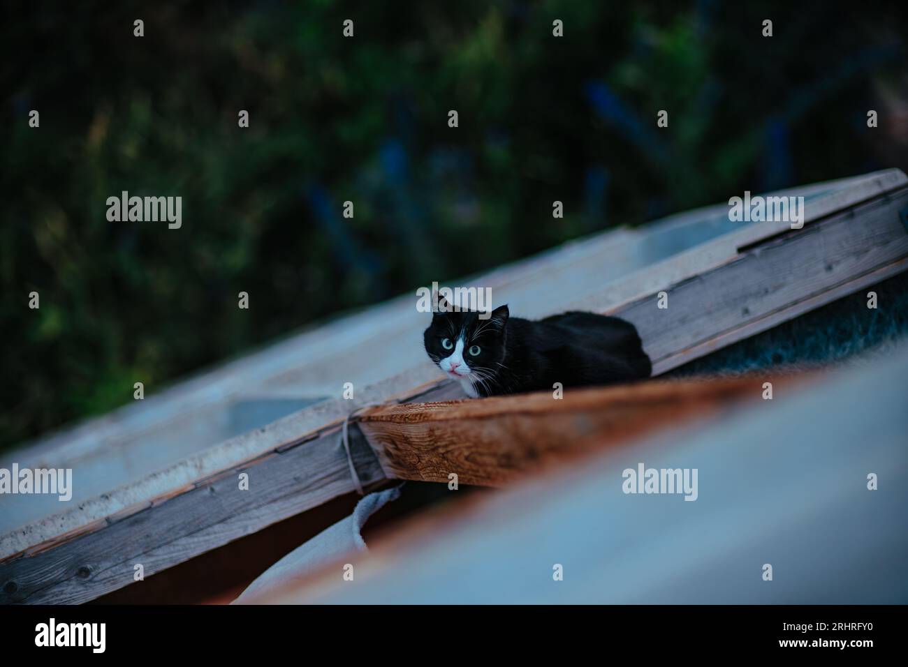 Cat sitzt auf der Fensterbank in einem hohen Stockwerk, Pflege- und Sicherheitskonzept Stockfoto