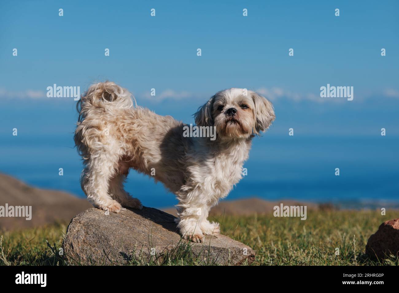 Shih-Tzu-Hund, der auf Stein in den Bergen auf Seehintergrund steht Stockfoto