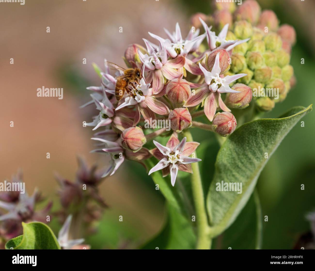 Eine frisch blühende Showy Milkweed Blume Globe, die von einer goldenen Honigbiene besucht wird. Stockfoto