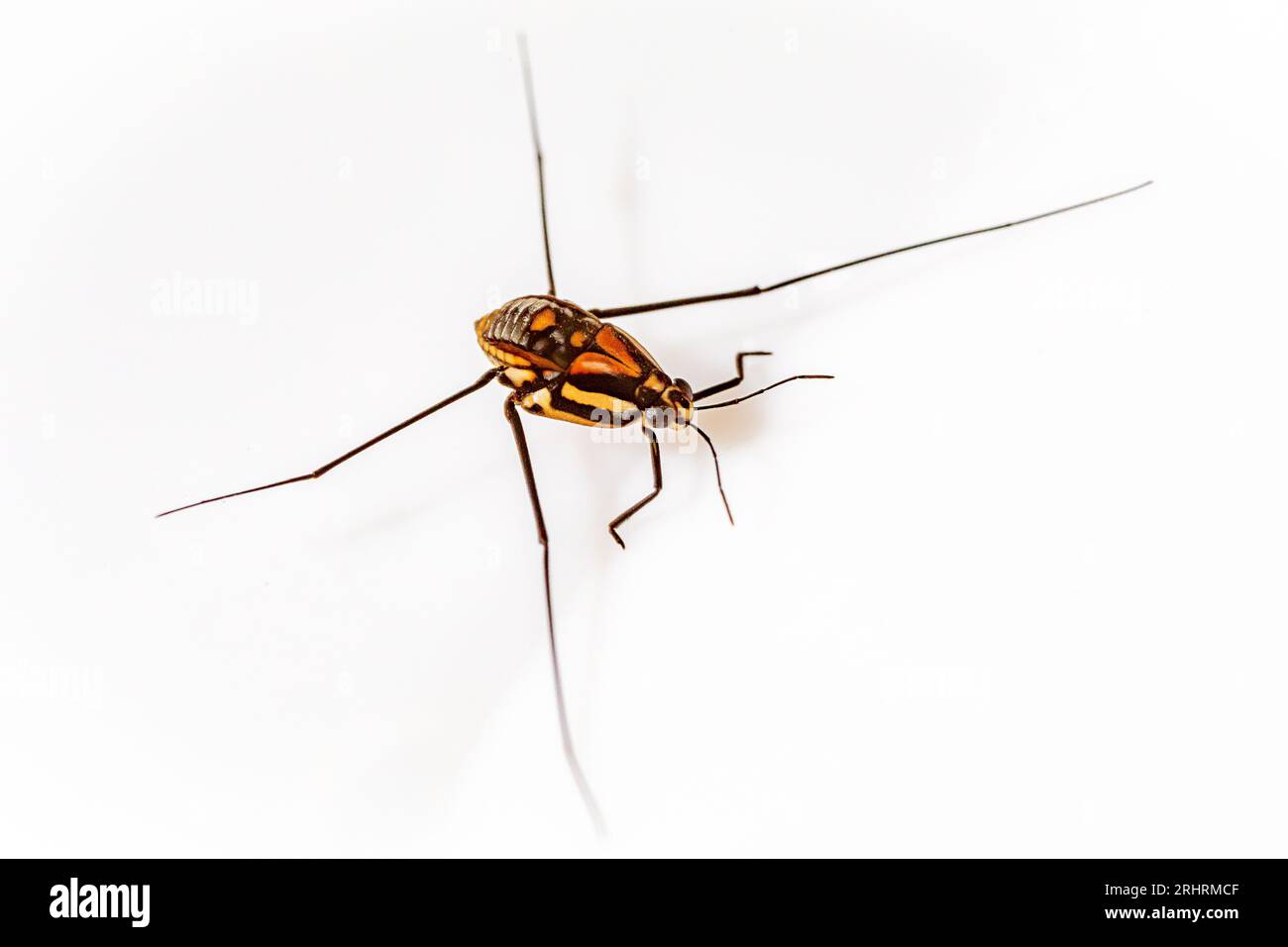 Wasserinsekten der Familie der Gerridae, bekannt als Schneider, Wasserläufer und Jesus Bug, und in Brasilien werden sie als Wasserspinne oder Jesus-Insekt bezeichnet. Stockfoto