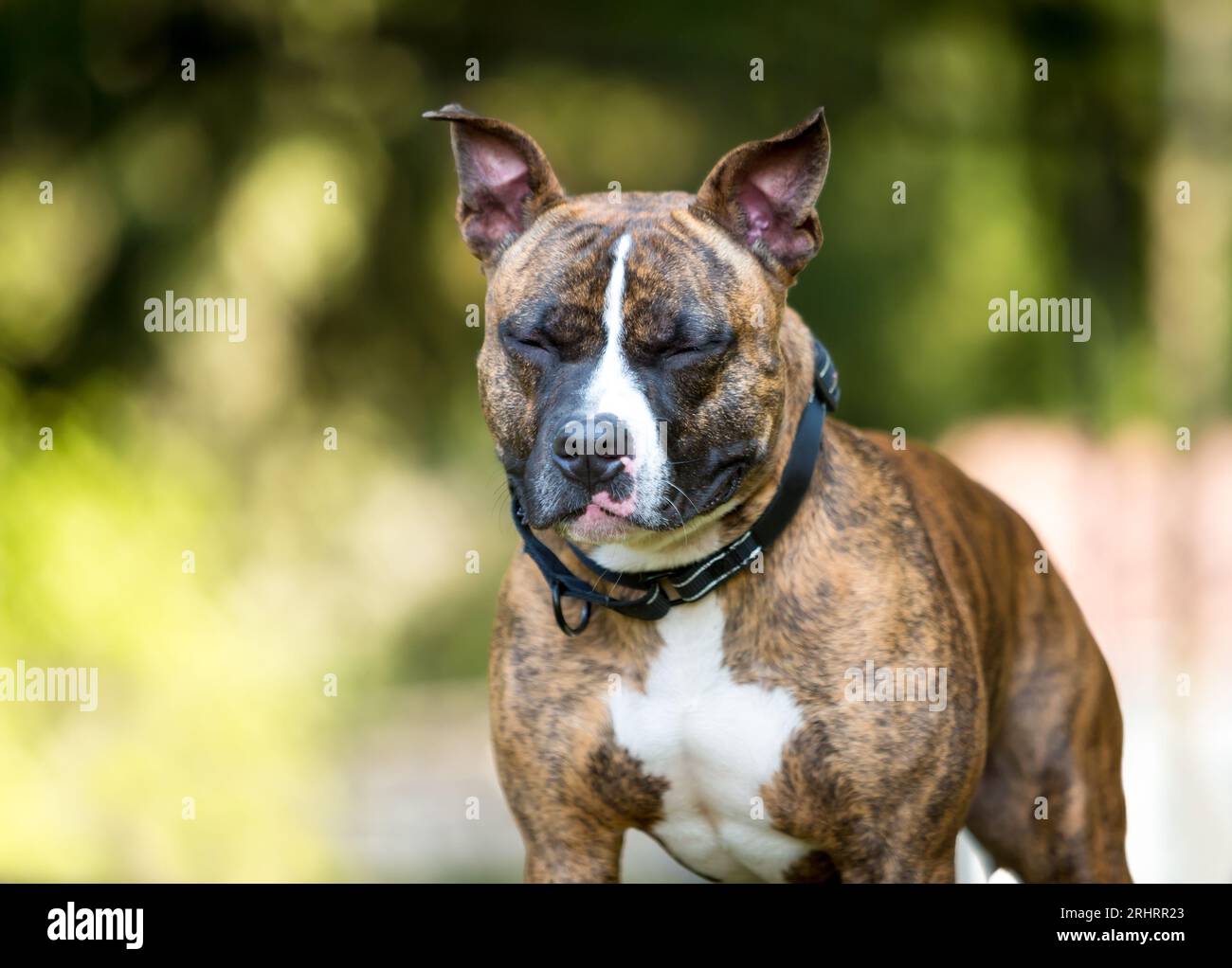Ein brauner und weißer Pit Bull Terrier gemischter Hund mit geschlossenen Augen Stockfoto