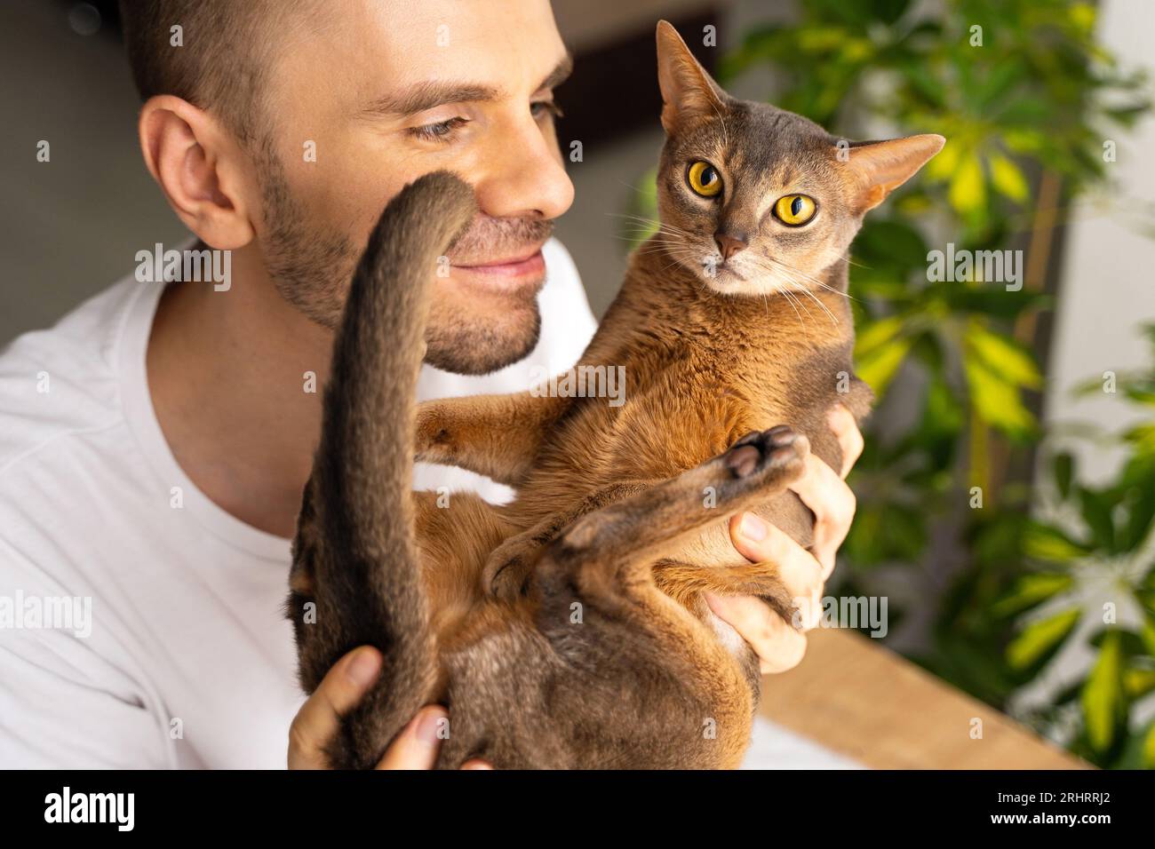 Der lächelnde Besitzer spielt mit einer Abessinierkatze und hält sie im Inneren des Wohnzimmers in seinen Armen. Weißer weißer Mann mittleren Alters, der sich mit dem Frühstück entspannt Stockfoto