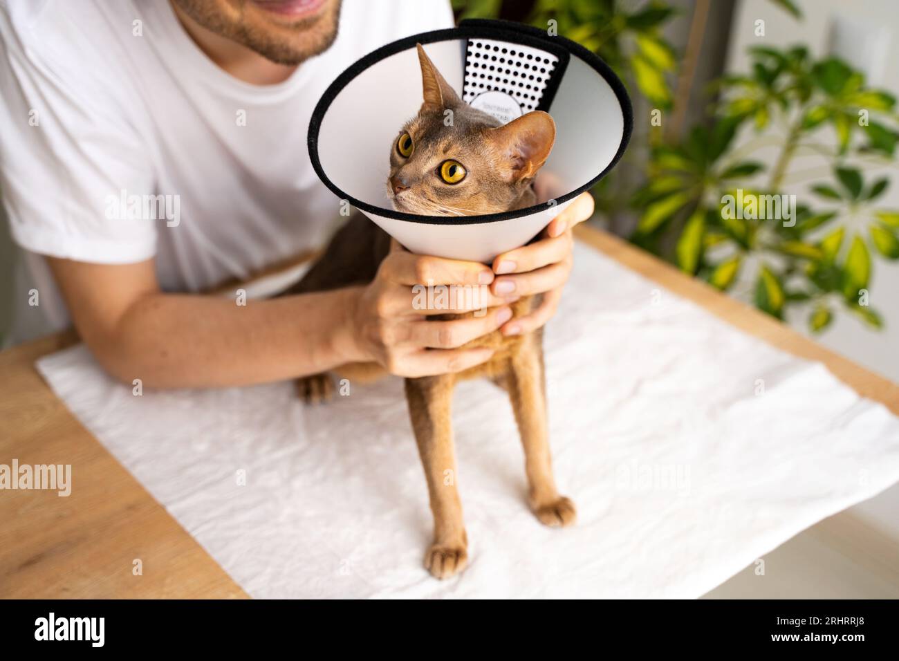 abessinier-Hauskatze, die ein E-Kragen trägt und vom IT-Besitzer aufmerksam betreut wird. Der Kegel sorgt für einen sicheren und komfortablen Heilungsprozess. Tierpflege Stockfoto