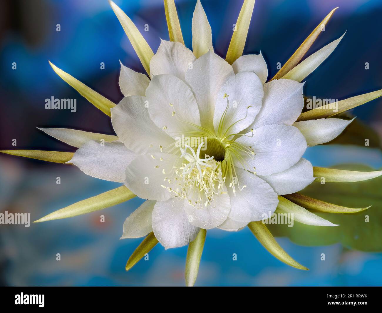 Nacht Blooming Cereus, Princess-of-the-Night, Queen-of-the-Night (Selenicereus mehrblütigen), Blume Stockfoto