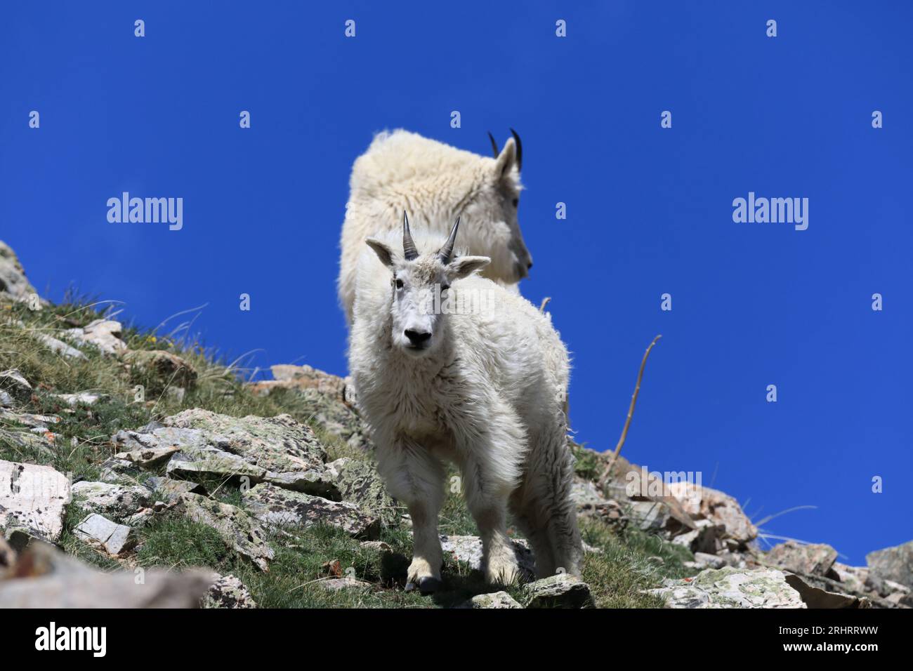 Ziegen-Begegnungen oberhalb des Arapahoe-Beckens Stockfoto