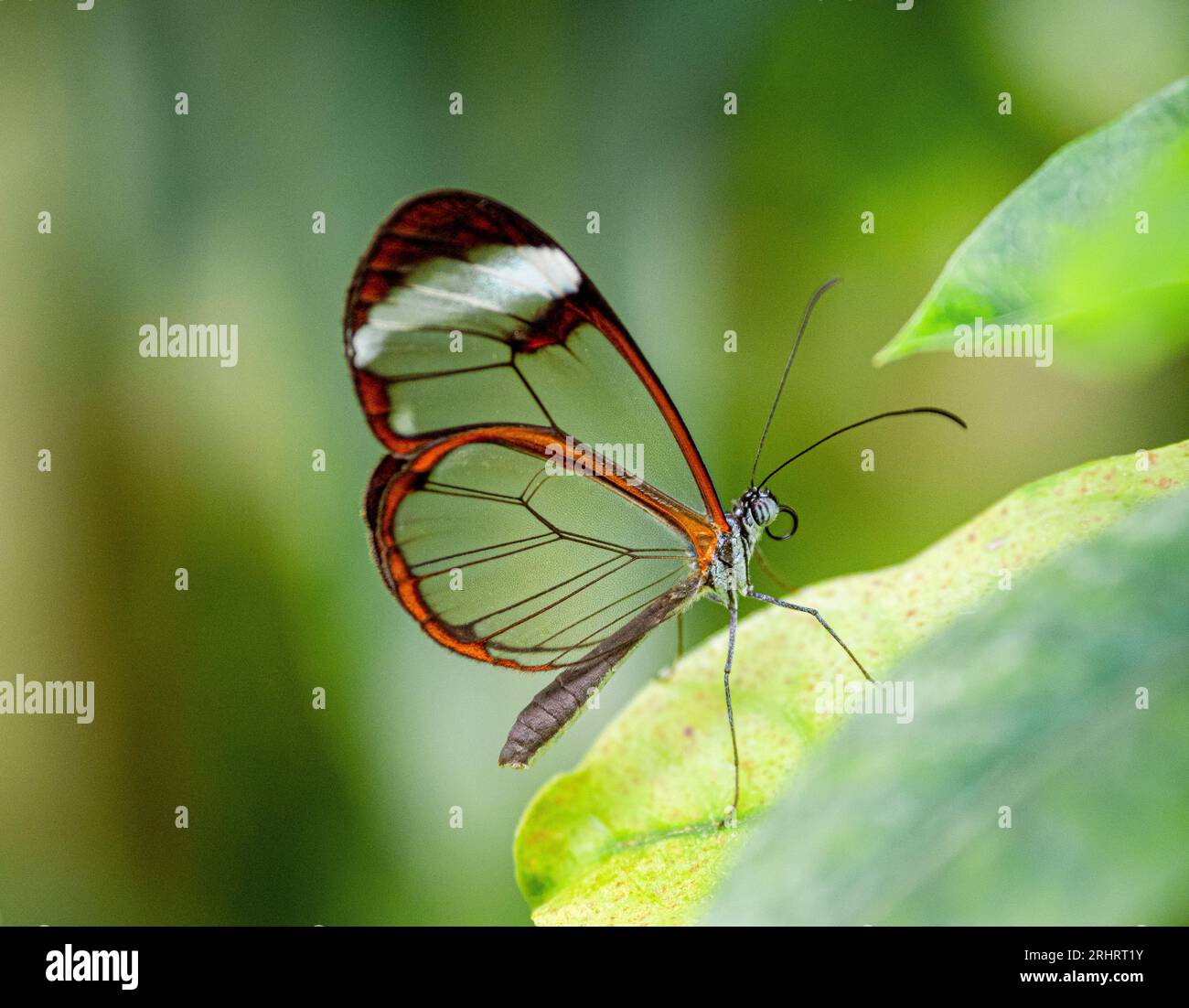 Schmetterling mit Bürstenfuß, Glasflügel (Greta oto), Glasflügel-Schmetterling auf einem Blatt sitzend, Seitenansicht Stockfoto