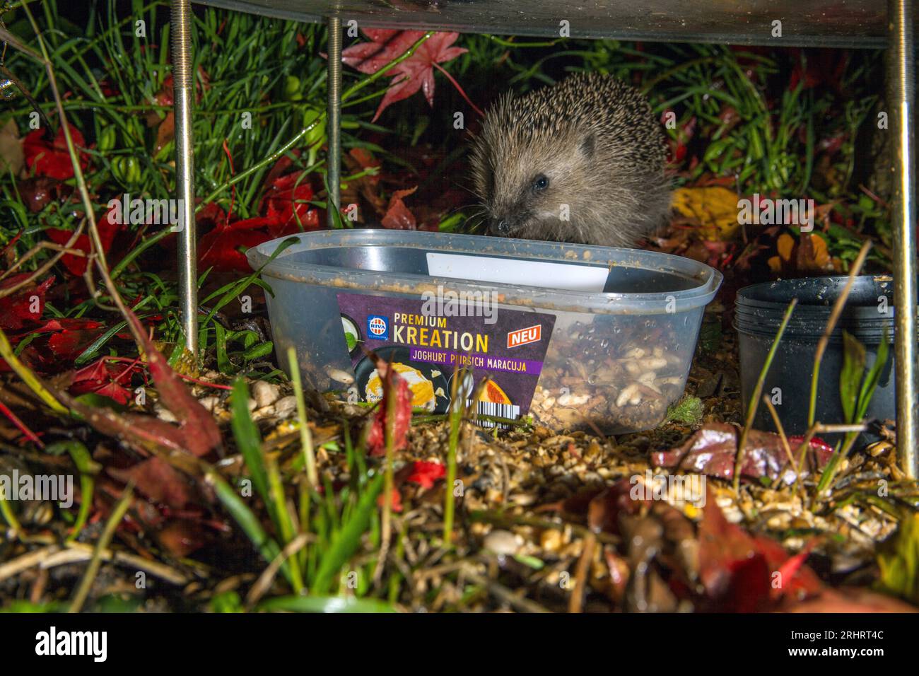 Westlicher Igel, Europäischer Igel (Erinaceus europaeus), an der Futterstelle, Deutschland Stockfoto