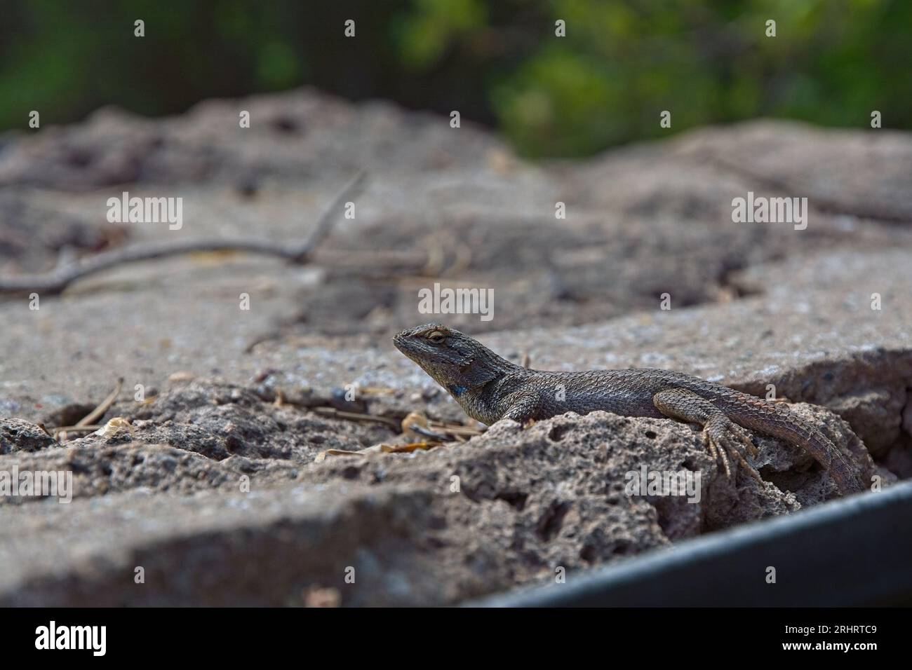 Nahaufnahme der Eidechse des östlichen Zauns (Sceloporus undulatus), die sich in der Sonne an der Steinmauer sonnt Stockfoto