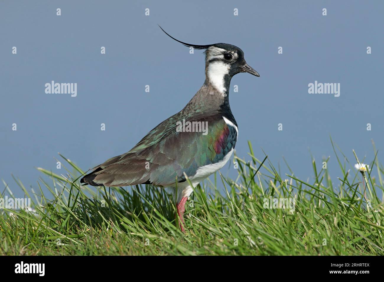 nördlicher Kiebitz (Vanellus vanellus), ausgewachsenes Männchen, von der Seite gesehen, Niederlande, Nordniederländer, Wieringermeer Stockfoto