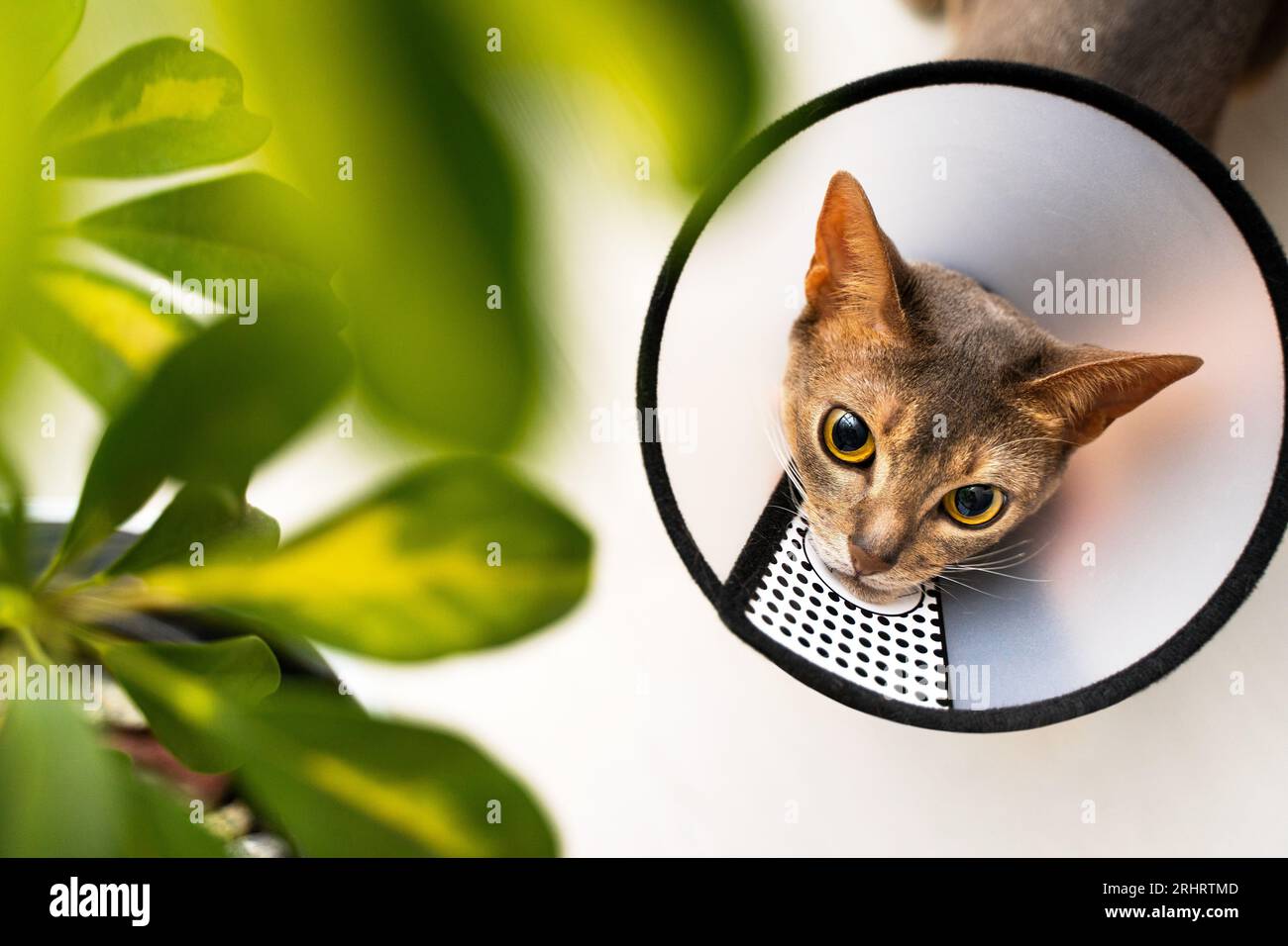 Abessinierkatze mit E-Kragen und Schandkegel versucht kurios, ein Blatt von einer Zimmerpflanze zu essen. Die vorbeugende Pflege in Innenräumen gewährleistet ihre Sicherheit an Stockfoto