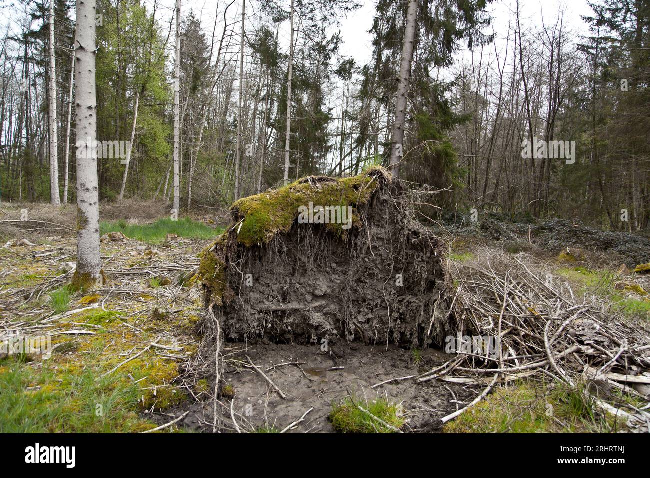 Norwegische Fichte (Picea abies), verwurzelte Fichte, Deutschland Stockfoto