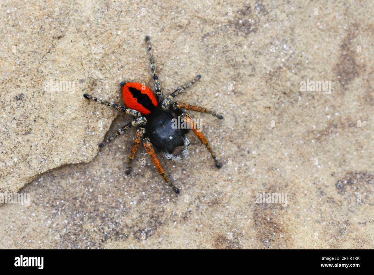 Springspinne (Philaeus chrysops), männlich, Rückenansicht, Kroatien Stockfoto