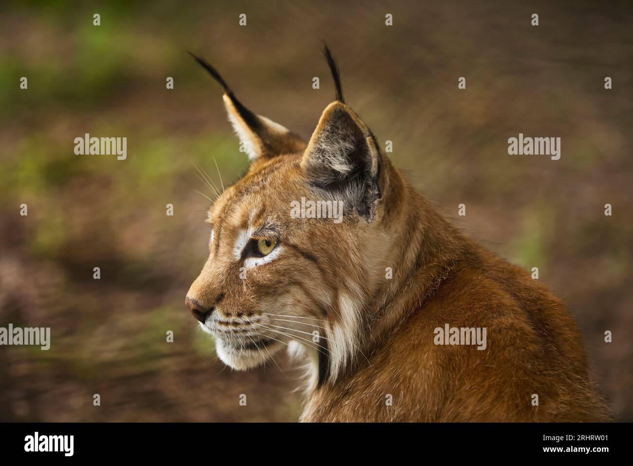 nördlicher Luchs (Lynx Lux), Porträt, Seitenansicht, Deutschland Stockfoto