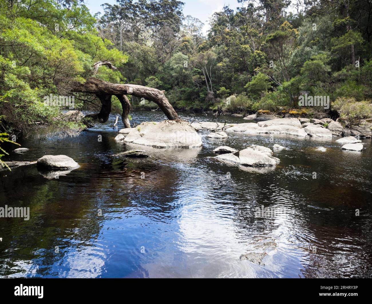 Frankland River, Bibbulmun Track, Walpole-Nornalup National Park, Western Australia, Australien Stockfoto