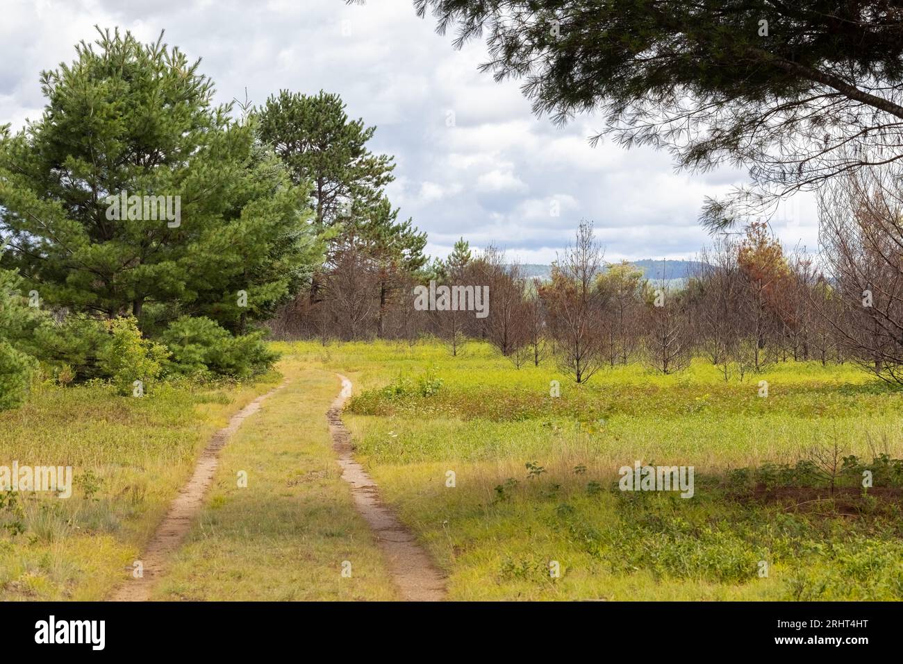 Unbefestigte Wege auf einem Pfad durch ein Feld im Algonquin Park in Ontario Stockfoto