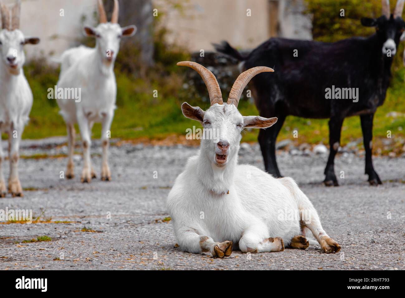 Weiße Ziege in die Kamera schaut Stockfoto