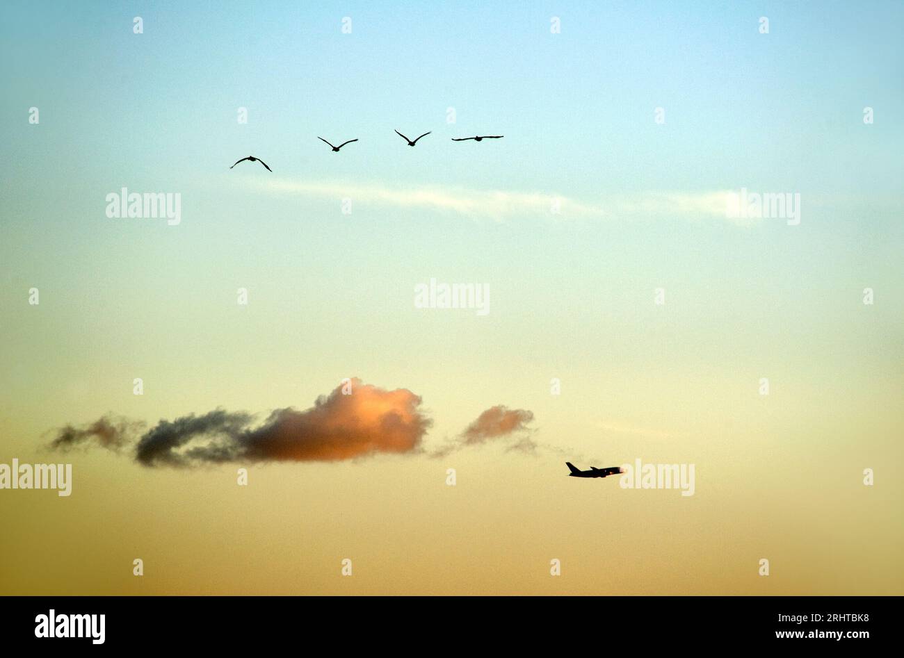 Vom Strand in Santa Monica aus gesehen, wird eine Reihe von Pelikanen über einem Flugzeug gesehen, das bei Sonnenuntergang von LAX in Los Angeles, Kalifornien, USA abhebt Stockfoto