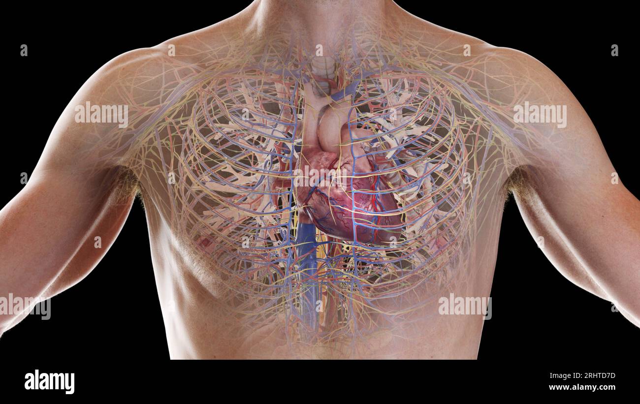 Kardiopulmonales System, Illustration Stockfoto