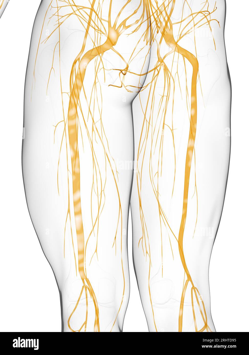 Gehirn und Nerven, Illustration Stockfoto