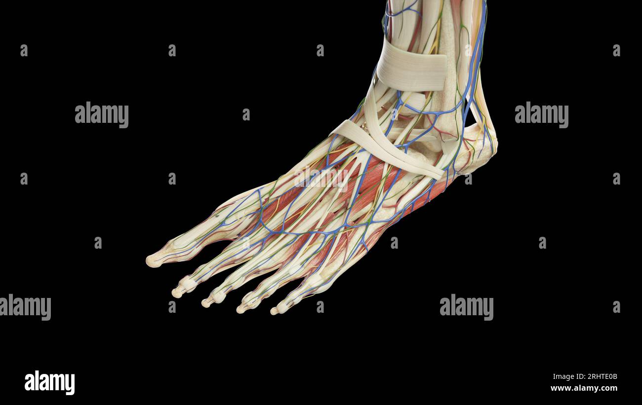 Anatomie des linken Fußes, Illustration Stockfoto