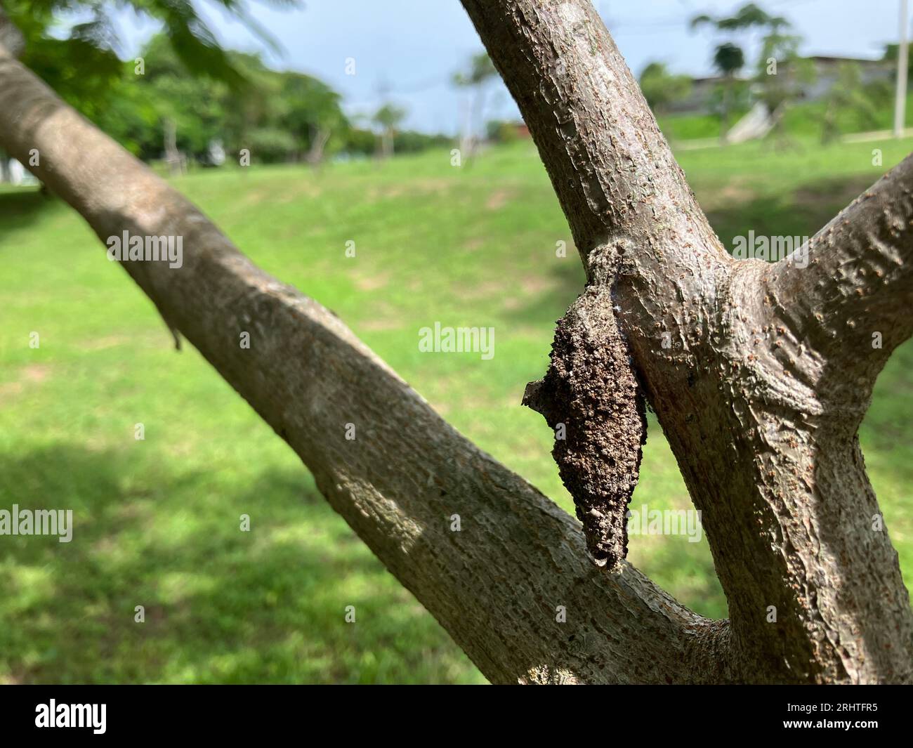 Eine Nahaufnahme einer Psychidae, die an einem Gartenbaum hängt. Stockfoto