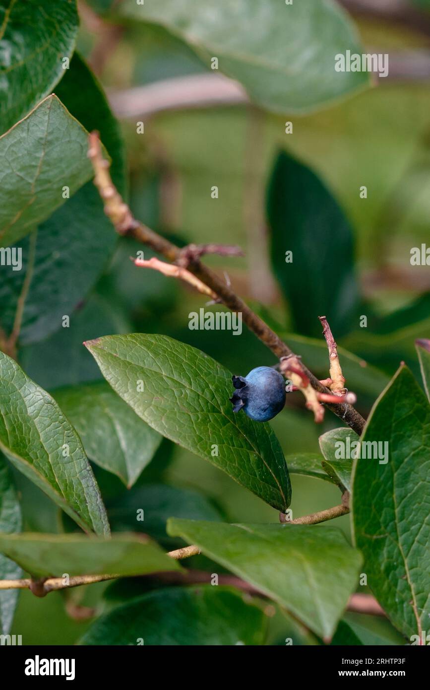 Einzelne reife Heidelbeere, die an einem Ast hängt, umgeben von grünen Blättern bei Tageslicht, bereit für die Ernte. Stockfoto