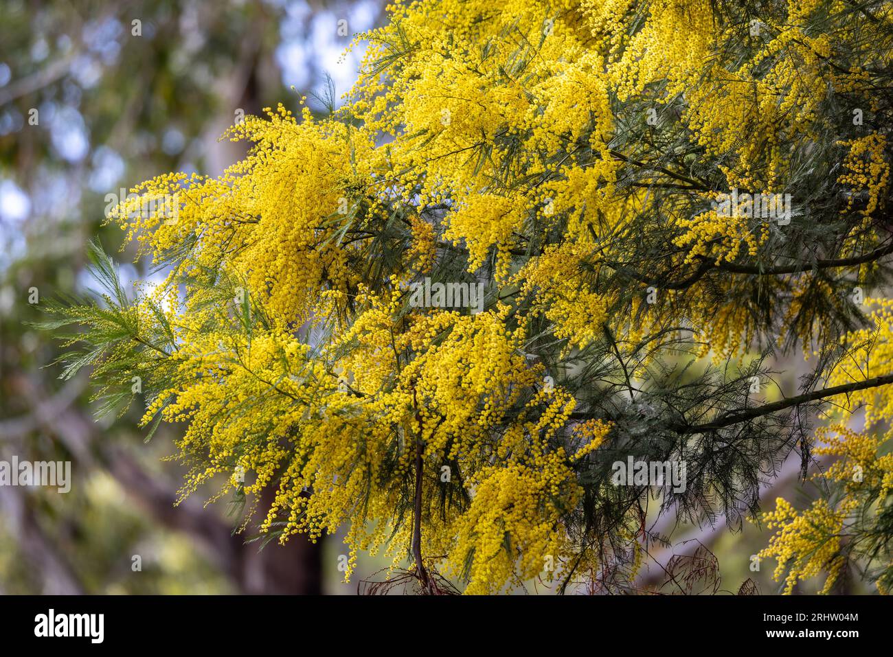 Australischer Wattelbaum in Blume Stockfoto