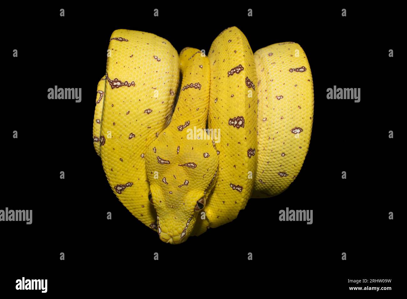 Junge Australische Grünbaumpython Stockfoto